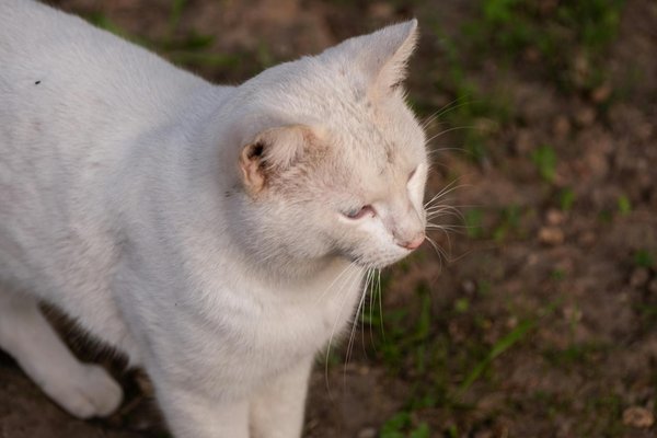 How Can British Dishes Transform Your Culinary Skills?