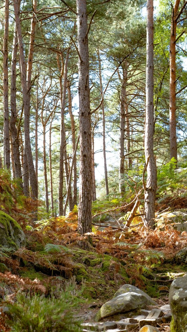 Unlocking adventure: your guide to fontainebleau climbing